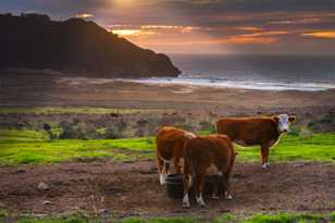 The Divine Cows-9889.jpg The Divine Cows-9889.jpg